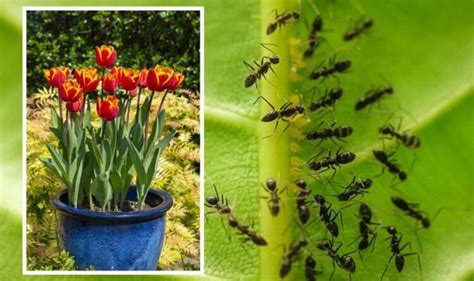 Pests How To Stop Ants Nesting In Your Plant Pots Works