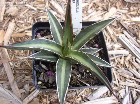 Plant Identification Closed Agave Lechuguilla 1 By Plutodrive