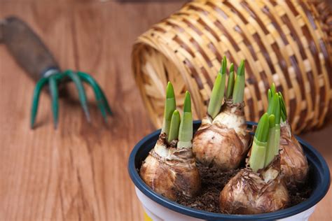 How To Plant Bulbs Corms And Tubers