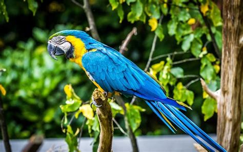 Télécharger un beau perroquet ara oiseaux perroquet bleu fonds d