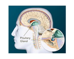 Pituitary Gland Function