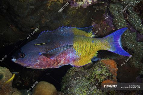 Yellowprow Goby Cleaning Creole Wrasse — Multi Colored Side View