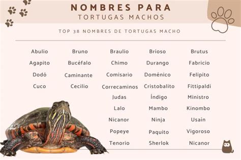 110 Nombres Para Tortugas Macho Hembra Y Unisex