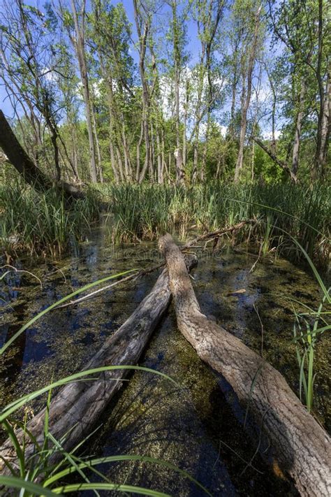 Swampy Marsh In The Bog Swamp Cotton Grass Taken In A Bog Latvia