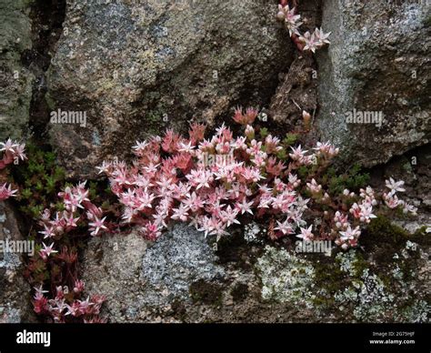 English Stonecrop Sedum Anglicum Growing Wild On Dartmoor Uk Stock