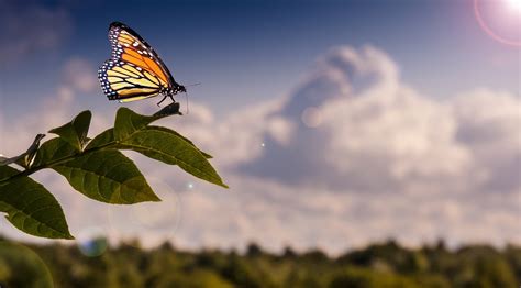 Butterfly Clouds Sun - Free photo on Pixabay