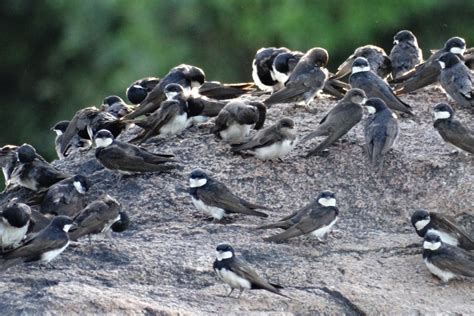 Brasil Ganha Lista De Aves Migrat Rias O Eco