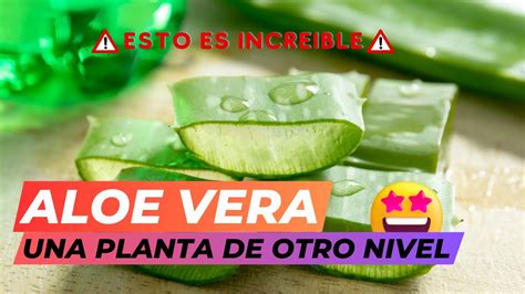 Beneficios Del Aloe Vera Propiedades Del Aloe Vera Para La Salud Salud Youtube