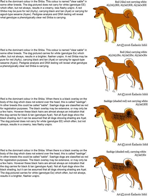 BIAŁA Shiba Inu - white shiba or cream shiba - skąd się bierze