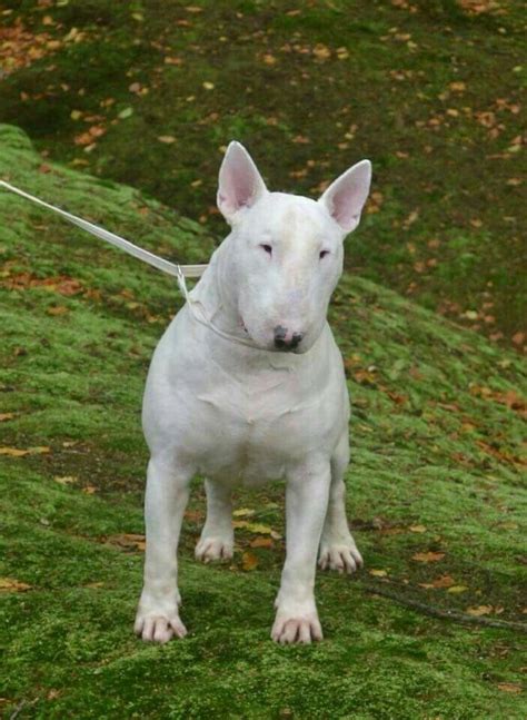 Pin En Bull Terriers Mascotas Bull Terrier Razas De Perros