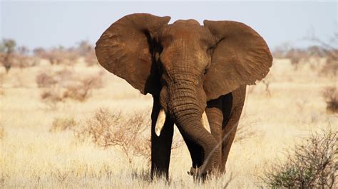 Wallpaper Elephant, Kruger National Park, Africa, wildlife, Animals ...