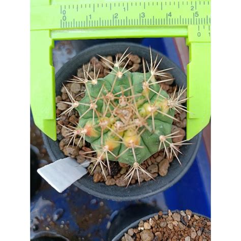 Jual Kaktus Ownroot Var Gymno Miha Lucky Yellow Variegata Gymnocalycium