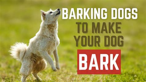 7 Dogs Barking To Make Your Dog Bark 7 Dog Breeds Barking Sound