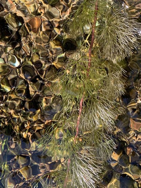 Carolina Fanwort From Conneaut Lake Rd Conneaut Lake PA US On