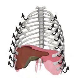 Programmed diaphragmatic behavior: the central tendon of the diaphragm ...