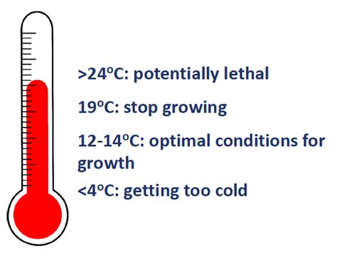 Temperature And Trout Flylife Magazine