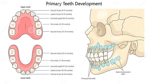 primary teeth development diagram medical science stock illustration