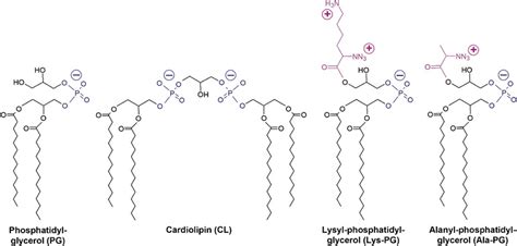 Anionic Bacterial Phospholipids Pg Cl And Aminoacylated Pg Variants