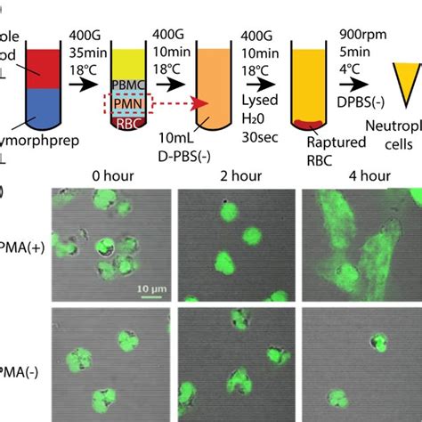 Phorbol 12 Myristate 13 Acetate PMA Solution Induced Neutrophils