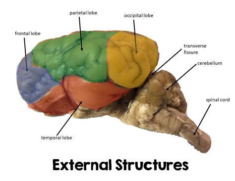 Sheep Brain Dissection Lab - Suburban Science