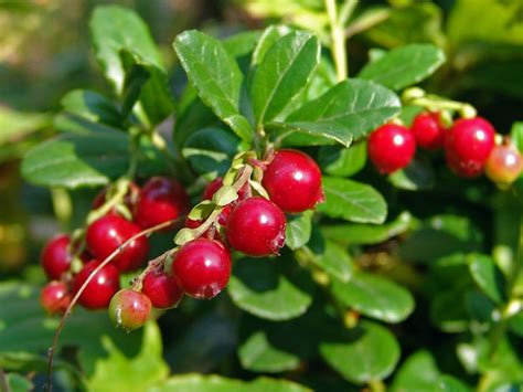 Arándano rojo Más de 1000 PLANTAS Y FLORES del mundo