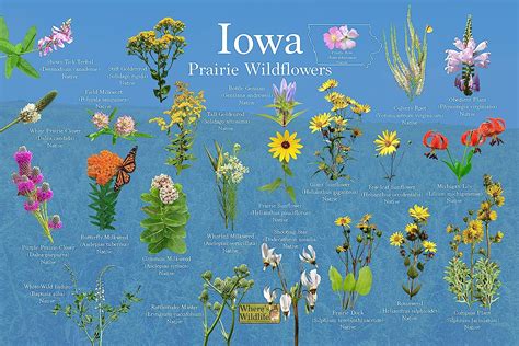 Amazon Prairie Wildflowers Of Iowa State Flower Guide Providing