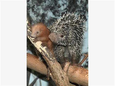 Baby Porcupine Born At Brookfield Zoo | La Grange, IL Patch