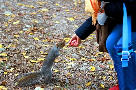 A Milano L Invasione Degli Scoiattoli Grigi Nei Parchi Carini Ma