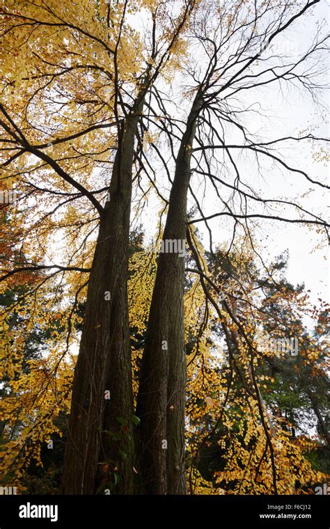 Katsura Tree Cercidiphyllum Japonicum In Autumn Westonbirt Arboretum