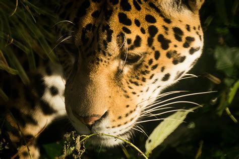 Jaguar Animal Photos, Download The BEST Free Jaguar Animal Stock Photos ...