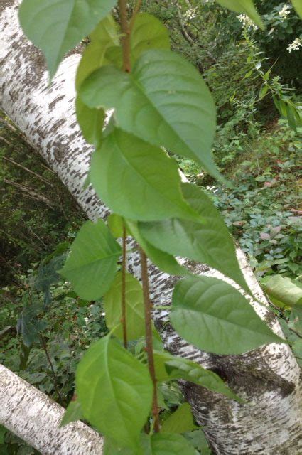 Invasive Vine Walter Reeves The Georgia Gardener