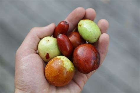 Jujube Fruit: All That You Need To Know About This Delicious And ...