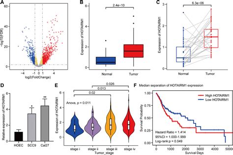 Frontiers Identification And Validation Of Hotairm1 As A Novel