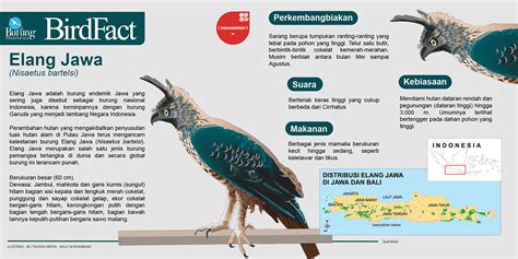 Elang Jawa: Sang Penguasa Angkasa Pulau Jawa – Burung