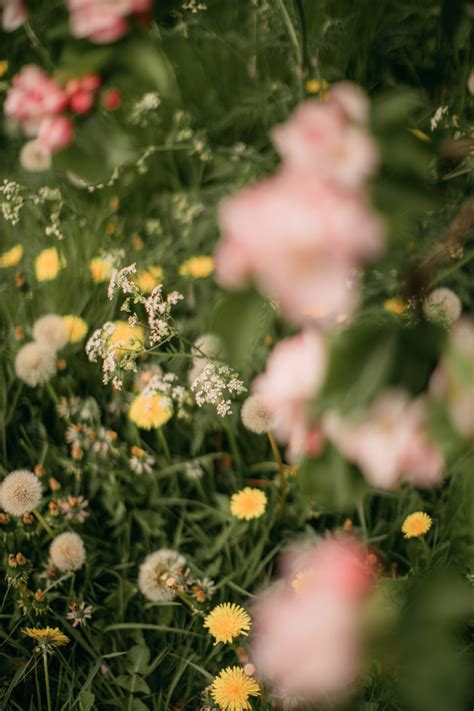 The apple orchards in bloom – Artofit