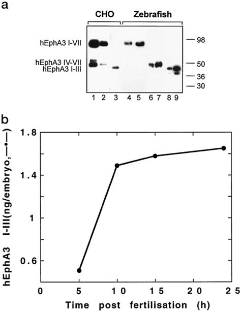 Distinct Subdomains Of The Epha Receptor Mediate Ligand Binding And