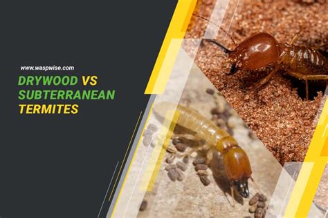 Drywood Vs Subterranean Termites What Are The Differences