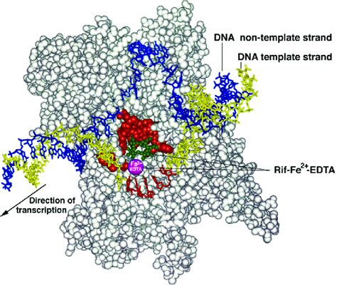 Projection Of The REF Cleavage Sites On 3D Structure Of RNAP Initiation