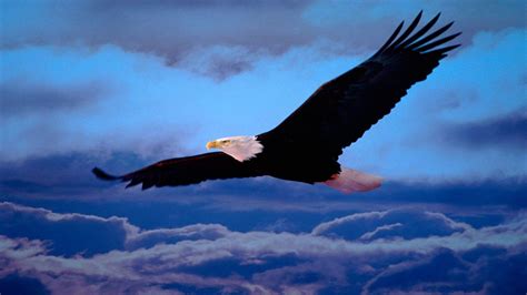 Bald Eagle Wallpaper Screensavers - WallpaperSafari