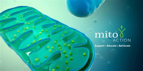 Mitochondrial Disease Mitoaction