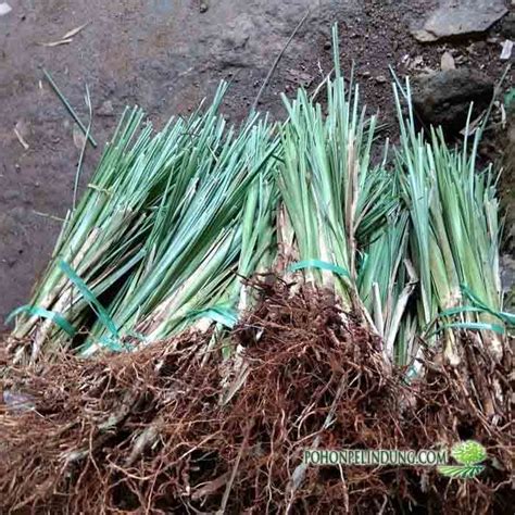 Jual Rumput Vetiver Di Sumatra Akar Wangi Murah