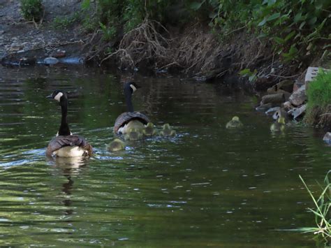 eBird Checklist 22 May 2023 Parc du Centenaire cté Roussillon