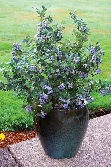 Blueberries Grow Your Own Grab N Grow Soil Products