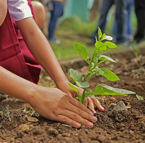 Planter Des Arbres Depuis Son Ordinateur Et Gratuitement Avec Ecosia