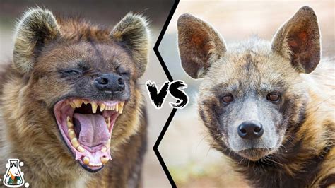 Spotted Hyena Vs Striped Hyena Who Would Win Youtube