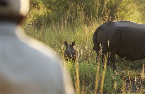 Baby Rhino | Baby rhino, Beast, Rhino