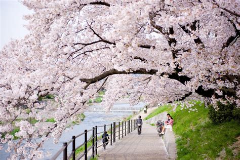 Cherry Blossom in Kyoto 2025 - Rove.me