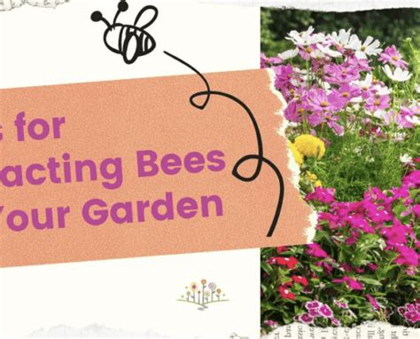 Tips For Attracting Bees To Your Garden Chippewa Valley Growers