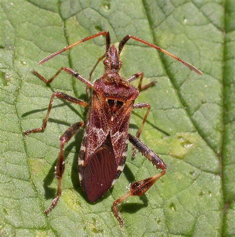 Western Conifer Seed Bug Leptoglossus Occidentalis Flickr