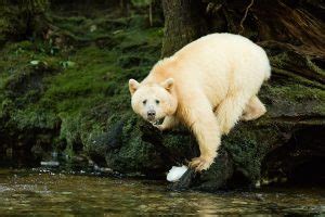 Kermode Bear: Rare Spirit Bear of British Columbia